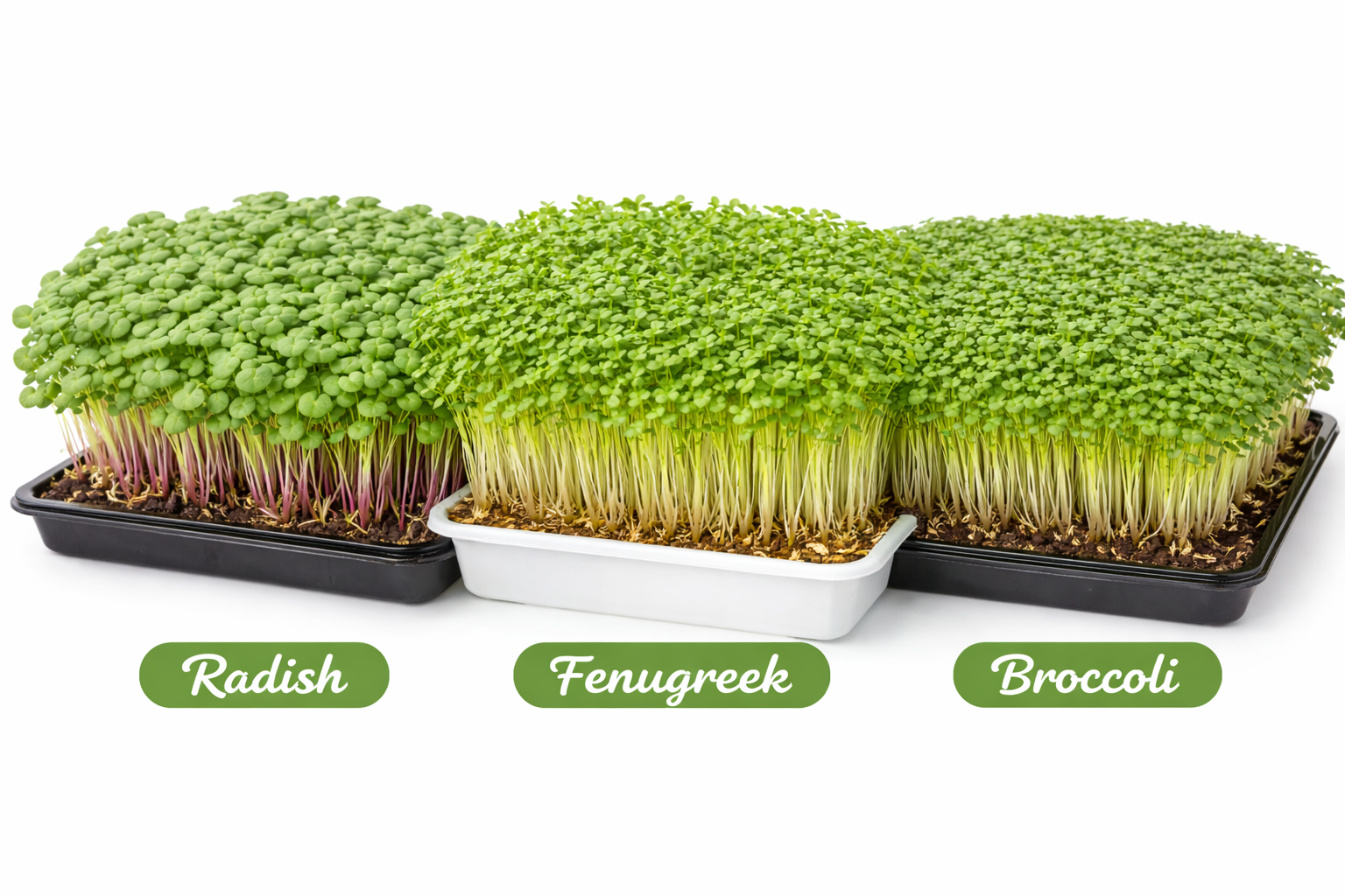 Microgreens