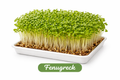Fresh Fenugreek Microgreens