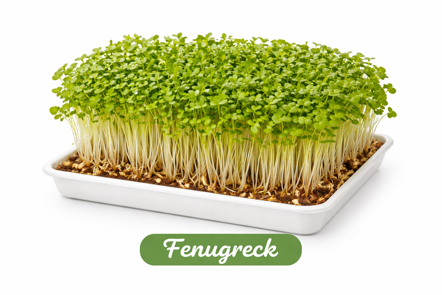 Fresh Fenugreek Microgreens