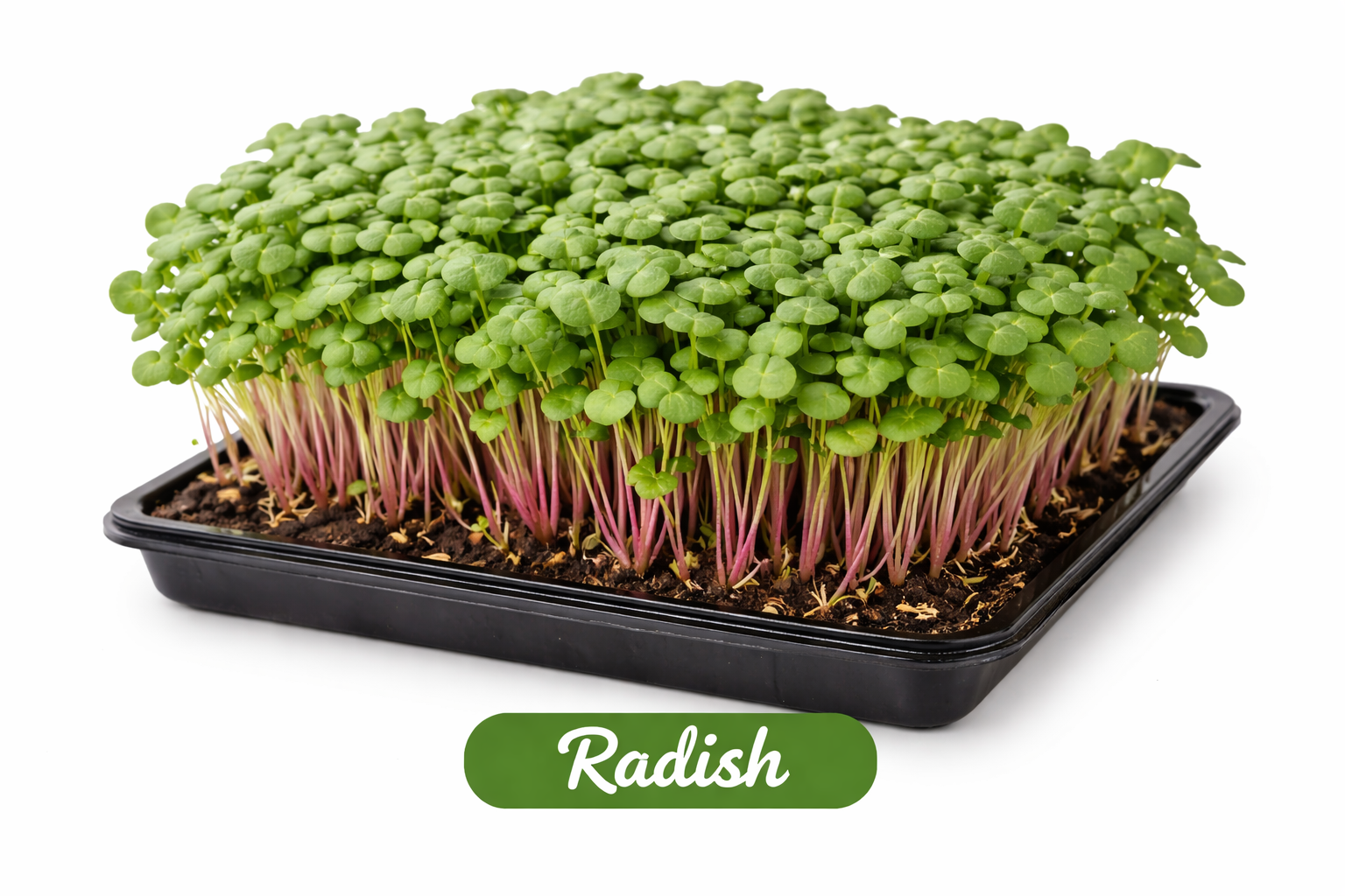 Peppery Radish Microgreens