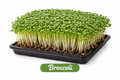 Fresh Broccoli Microgreens
