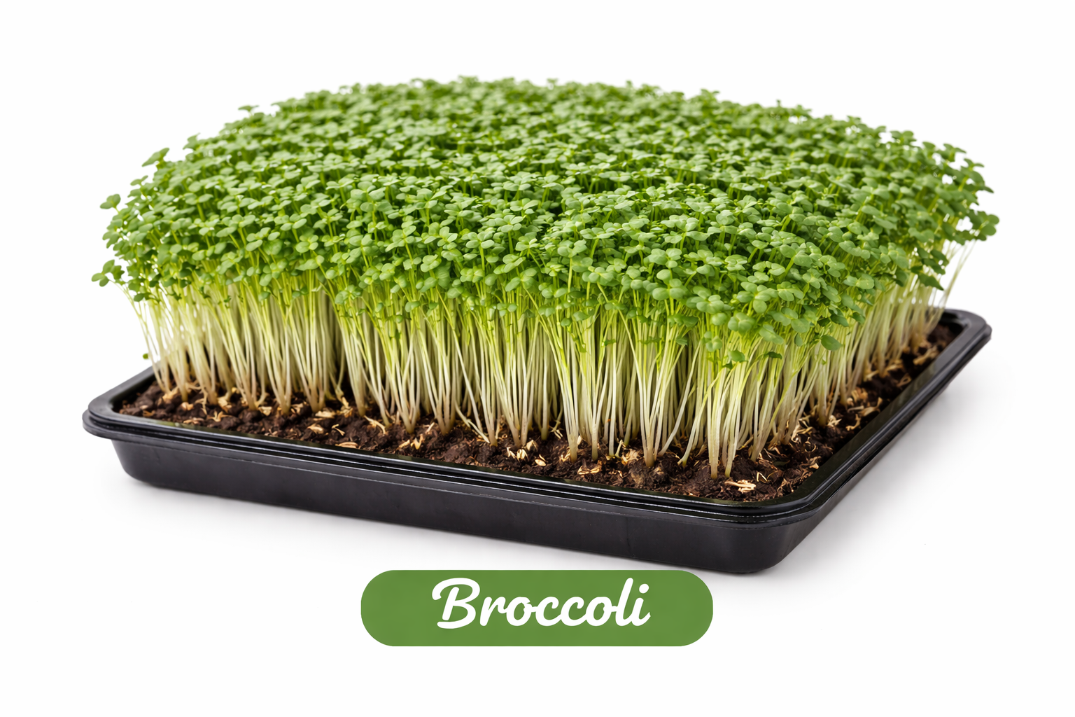 Fresh Broccoli Microgreens